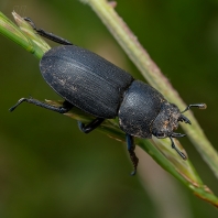 roháček kozlík - Dorcus parallelipipedus
