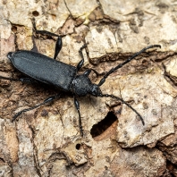 Ropalopus clavipes