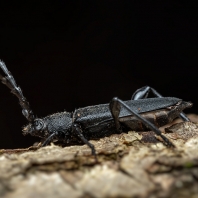 Ropalopus clavipes