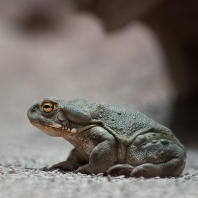 ropucha coloradská - Incilius alvarius