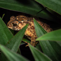 ropucha jihoasijská - Duttaphrynus...