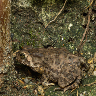 ropucha jihoasijská - Duttaphrynus...