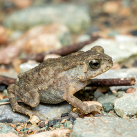 ropucha jihoasijská - Duttaphrynus...