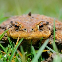 ropucha obecná - Bufo bufo