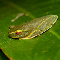 rosnice úhledná - Ranoidea gracilenta