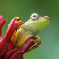 rosnička narezlá - Hypsiboas rufitelus