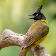 Rubigula flaviventris