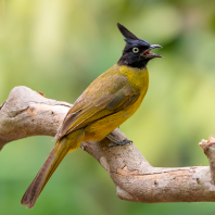 Rubigula flaviventris