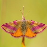 rudopásník menší - Lythria cruentaria