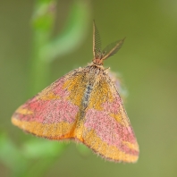 rudopásník menší - Lythria cruentaria