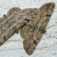 různorožec trnkový - Peribatodes...