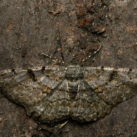 různorožec trnkový - Peribatodes...