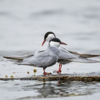 rybák obecný - Sterna hirundo