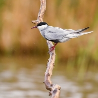 rybák obecný - Sterna hirundo