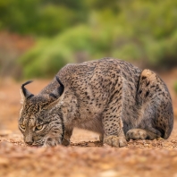 rys pardálový - Lynx pardinus