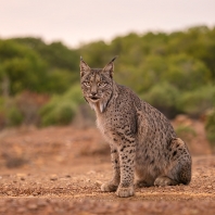 rys pardálový - Lynx pardinus