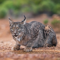 rys pardálový - Lynx pardinus