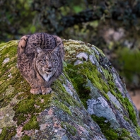 rys pardálový - Lynx pardinus