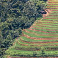 rýžová pole Dong Van