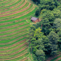 rýžová pole Dong Van
