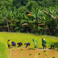 rýžová pole Dong Van