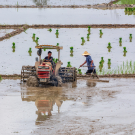 rýžová pole Van Long