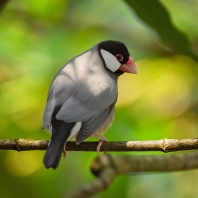 rýžovník šedý - Padda oryzivora