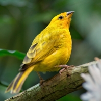 šafránka velká - Sicalis flaveola