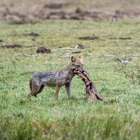 šakal obecný - Canis aureus