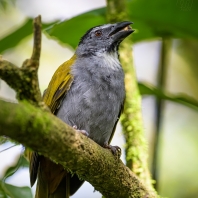 kardinálovití - Cardinalidae