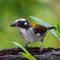 saltator černokřídlý - Saltator atripennis