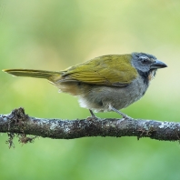 saltator velký - Saltator maximus