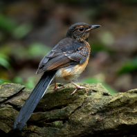 šáma bělořitá - Copsychus malabaricus