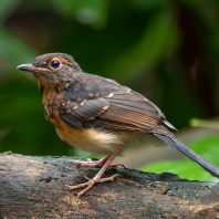šáma bělořitá - Copsychus malabaricus