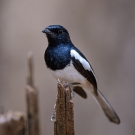 šáma madagaskarská - Copsychus albospecularis