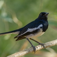 šáma stračí - Copsychus saularis