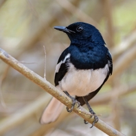 šáma stračí - Copsychus saularis