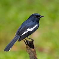 šáma stračí - Copsychus saularis