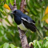 šáma stračí - Copsychus saularis