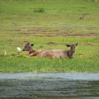 sambar indický - Rusa unicolor