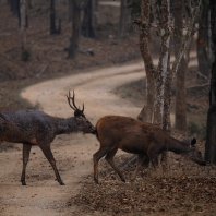 sambar indický - Rusa unicolor