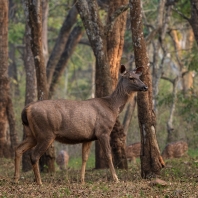 sambar indický - Rusa unicolor