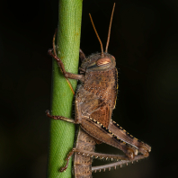saranče egyptská - Anacridium aegyptium