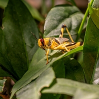 saranče pustinná - Schistocerca gregaria