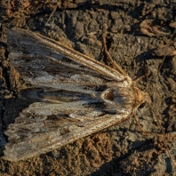 šedavka trávová - Apamea monoglypha