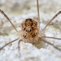 sekáč domácí - Opilio parietinus