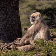 Semnopithecus schistaceus