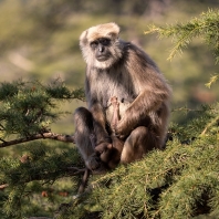 Semnopithecus schistaceus