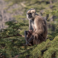 Semnopithecus schistaceus