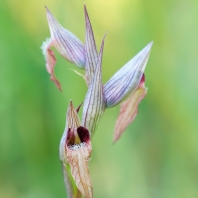 serapie nachová - Serapias vomeracea